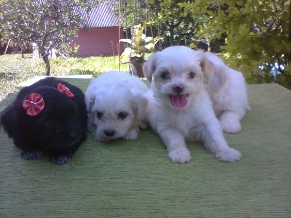 Poodles toy terrier