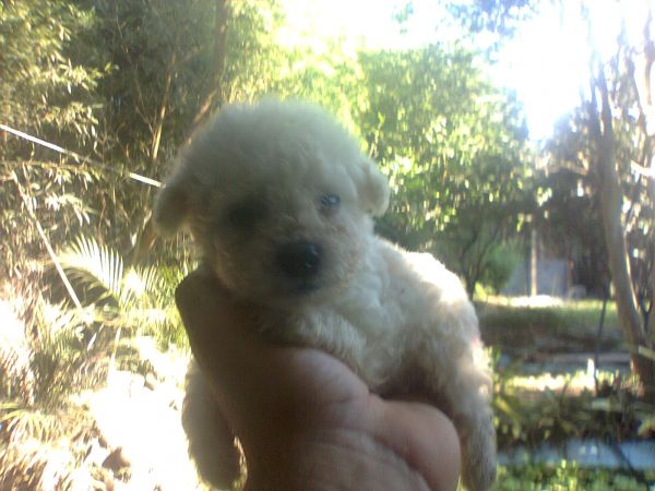 Poodles micro toy