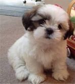 Filhotes de Shih-tzu
