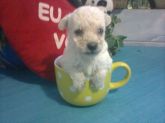 Poodles micro toy