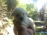 Poodles micro toy
