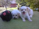 Poodles toy terrier