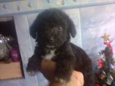 Filhotes de poodles toy na cor preto