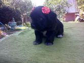 Filhote de poodle toy terrier  (preto )