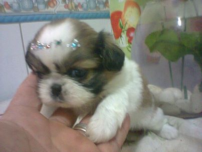 Pequeinês Chinês mini