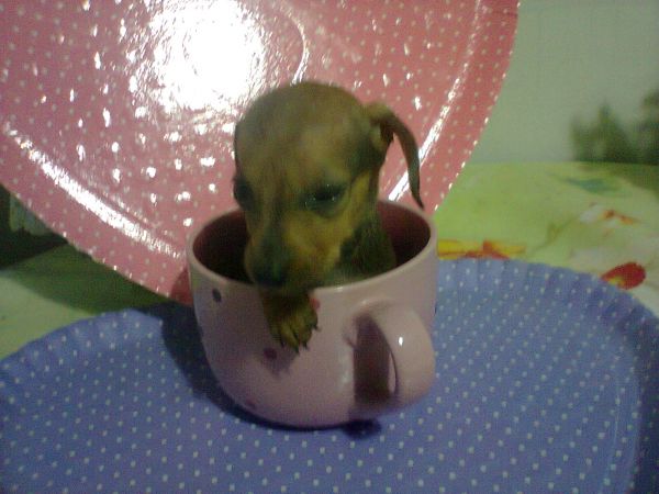 Filhote de Linguicinha
