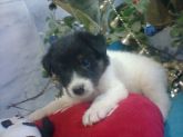 Filhotes de Border collie